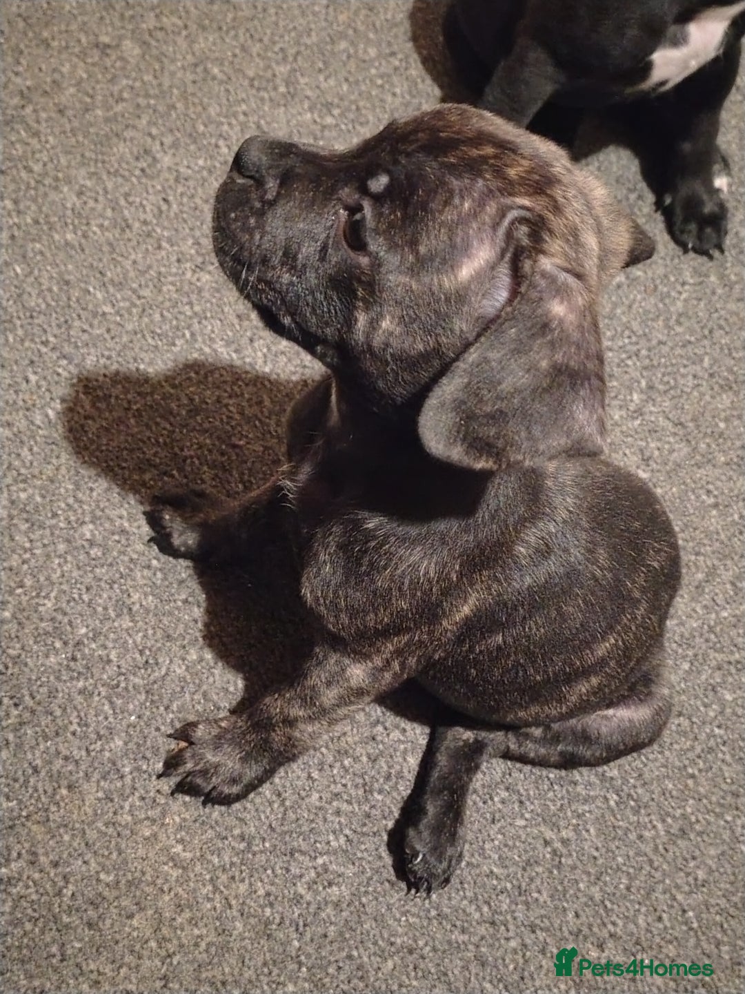 Mixed Breed dogs for sale: French Bulldog x Staff pups  - Advert 1