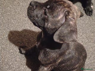 Mixed Breed dogs French Bulldog x Staff pups - Advert 1
