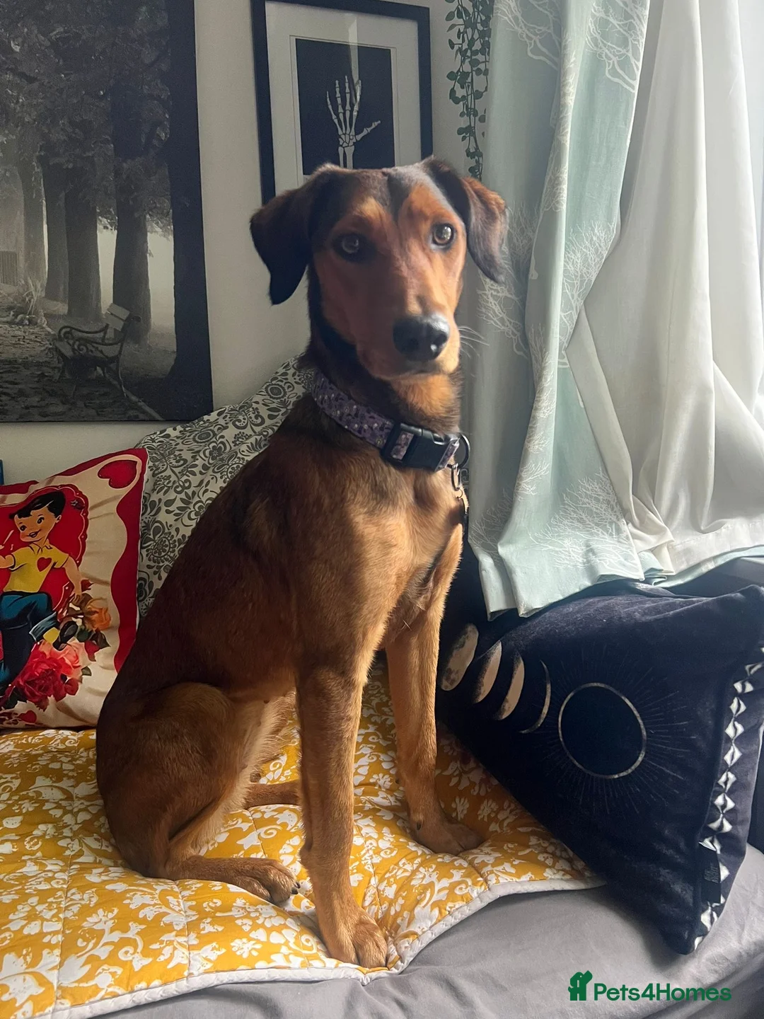 Mixed Breed dogs for sale: Dahlia needs her family - Advert 3