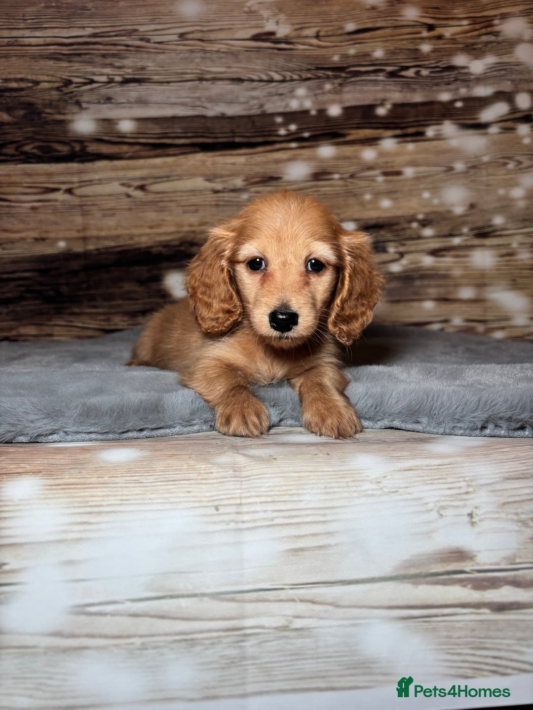 Miniature Dachshund dogs for sale: miniature long coat dachshunds - Advert 20