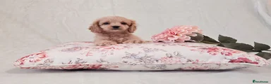 Cockapoo 2