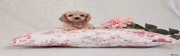Cockapoo dogs for sale: Toy Teddy Bear Cockapoo Puppies - Advert 15
