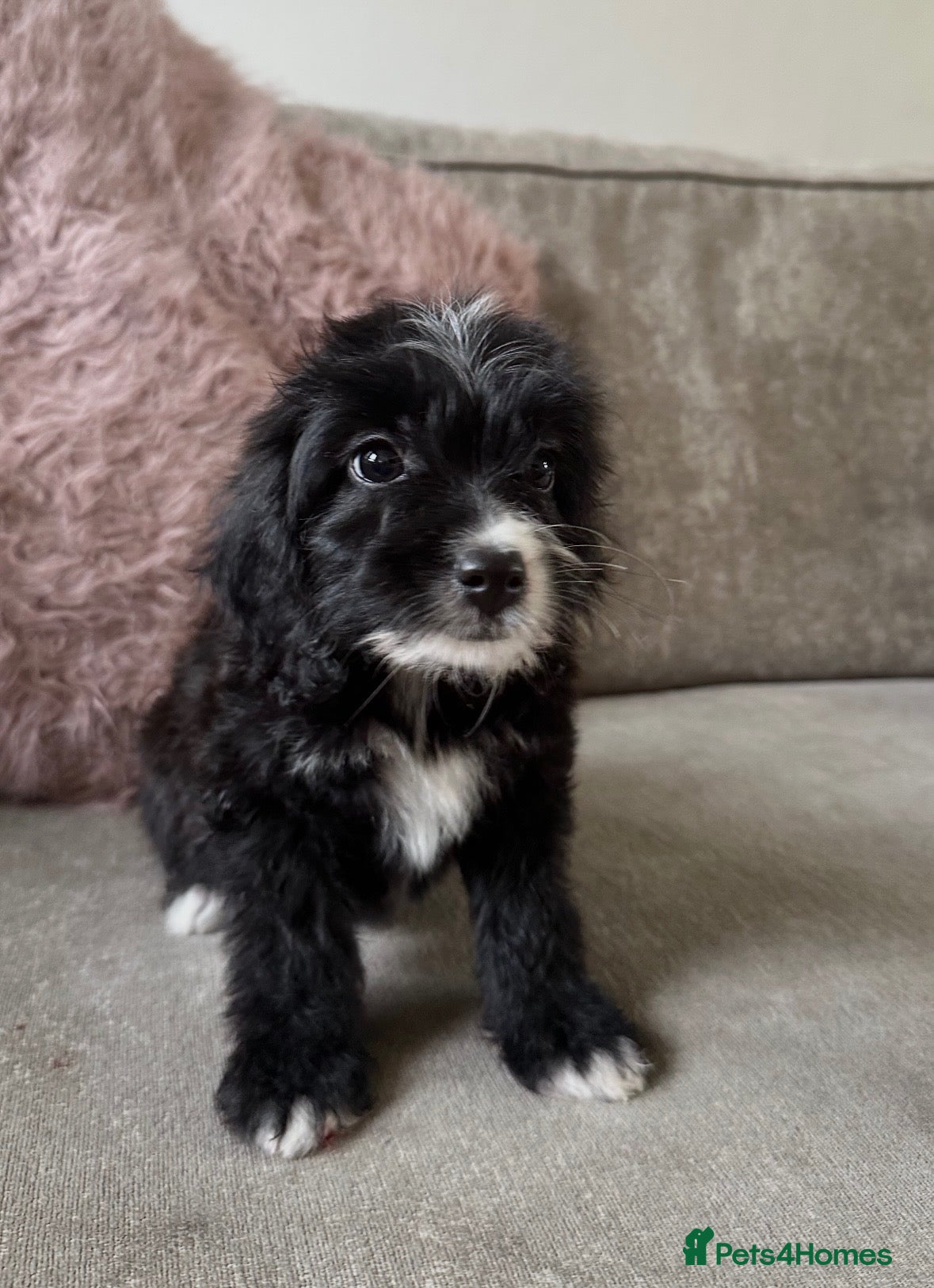 Cockapoo dogs for sale: Adorable Cockapoos’s ready now - Advert 3