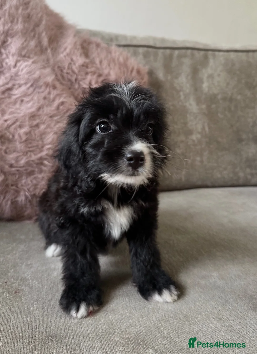 Cockapoo dogs for sale: Adorable Cockapoos’s ready now - Advert 1