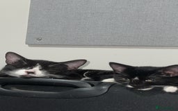 British Shorthair cats for sale: Adorable Cat Duo Looking for a Loving Home - Image 6