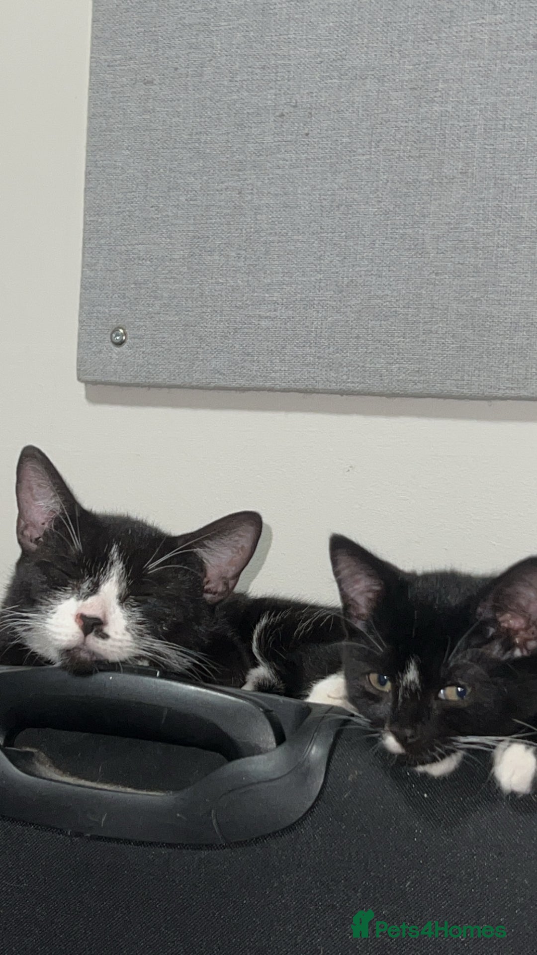 British Shorthair cats for sale: Adorable Cat Duo Looking for a Loving Home - Image 6