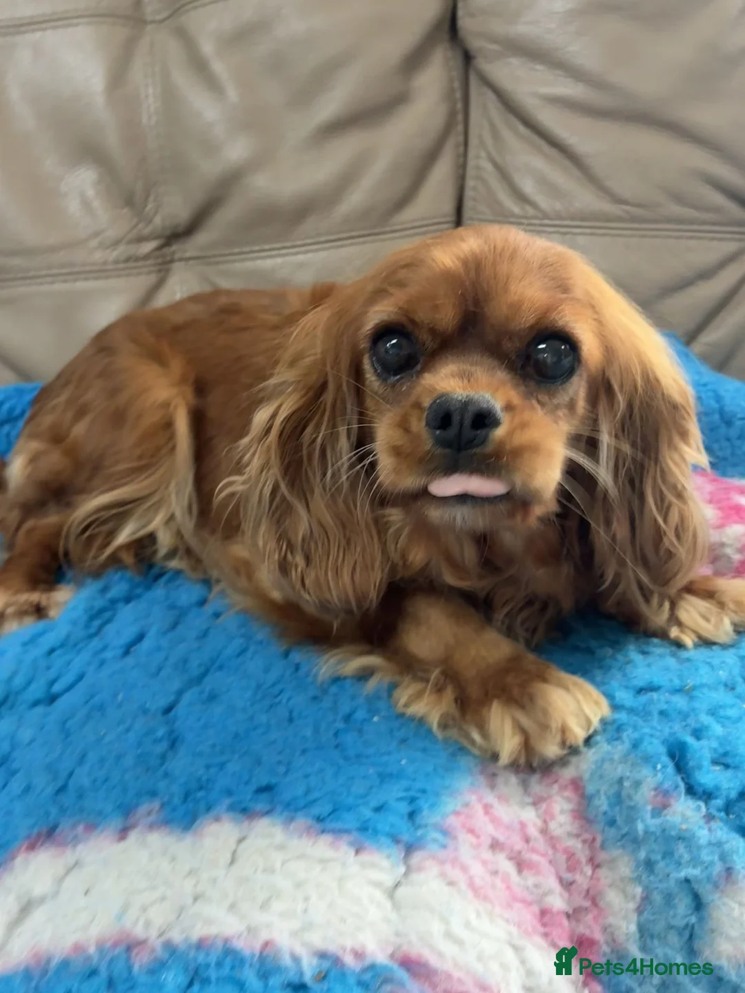 Cavalier King Charles Spaniel dogs for sale: 💖 Beautiful Bonnie CKC spaniel 💖 - Advert 4