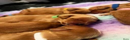 Double Doodle dogs for sale: Doubledoodle puppies  - Advert 8
