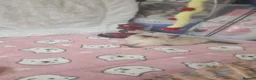 Persian cats for sale: Persian Kittens looking for a new home. - Advert 10