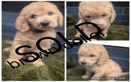 Labradoodle dogs for sale: REDUCED Labradoodle muti gen f1bb - Image 14