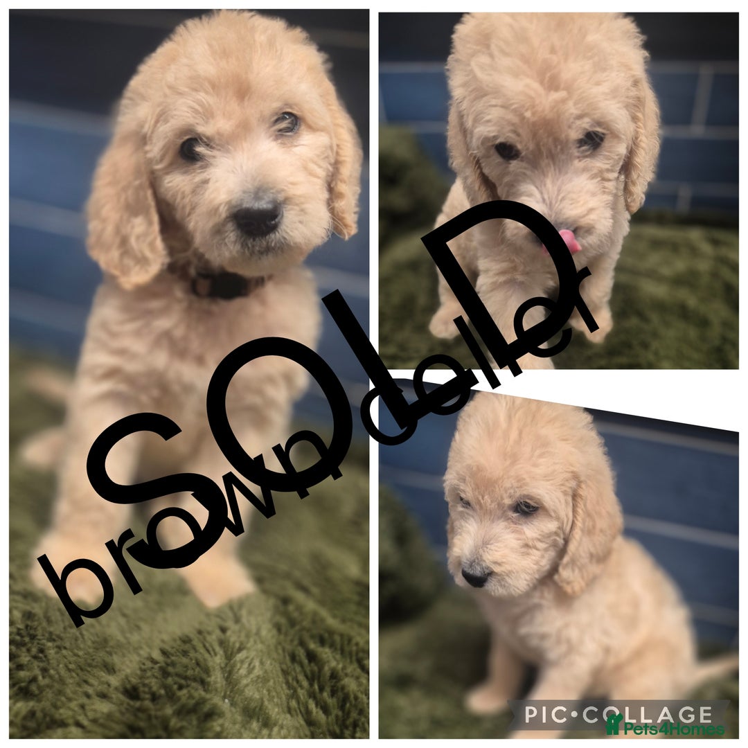 Labradoodle dogs for sale: REDUCED Labradoodle muti gen f1bb - Image 14
