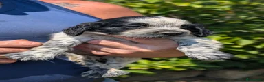Cocker Spaniel 7