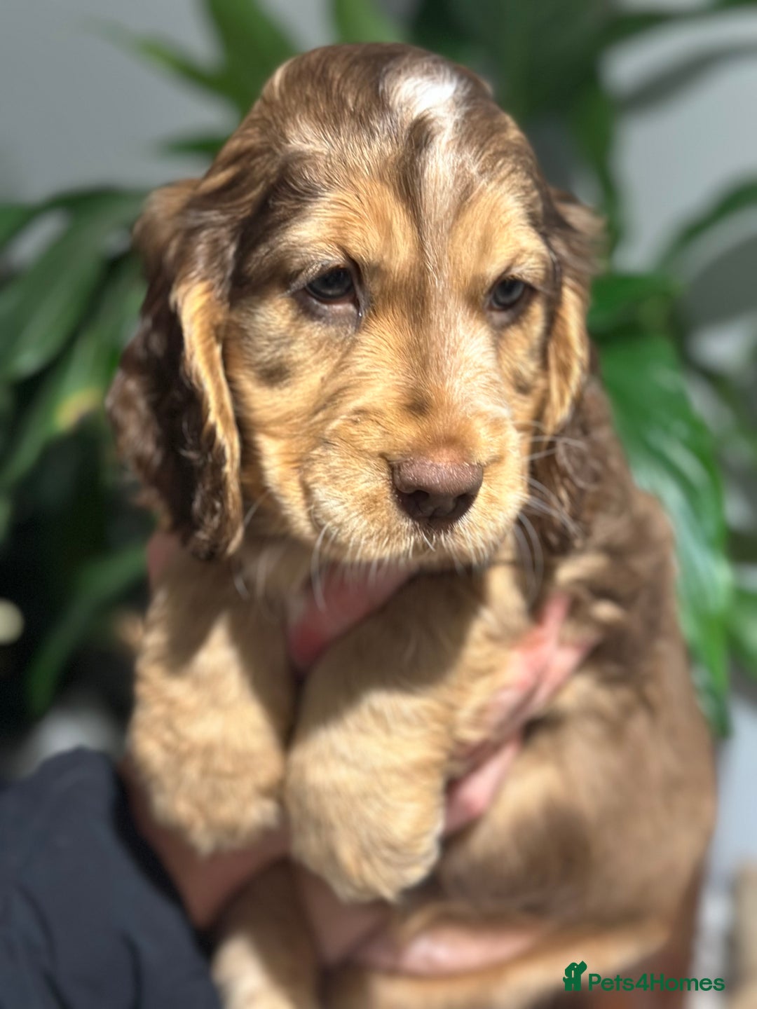 Cocker Spaniel dogs for sale: Beautiful Cocker spaniel pups ready this weekend - Advert 13