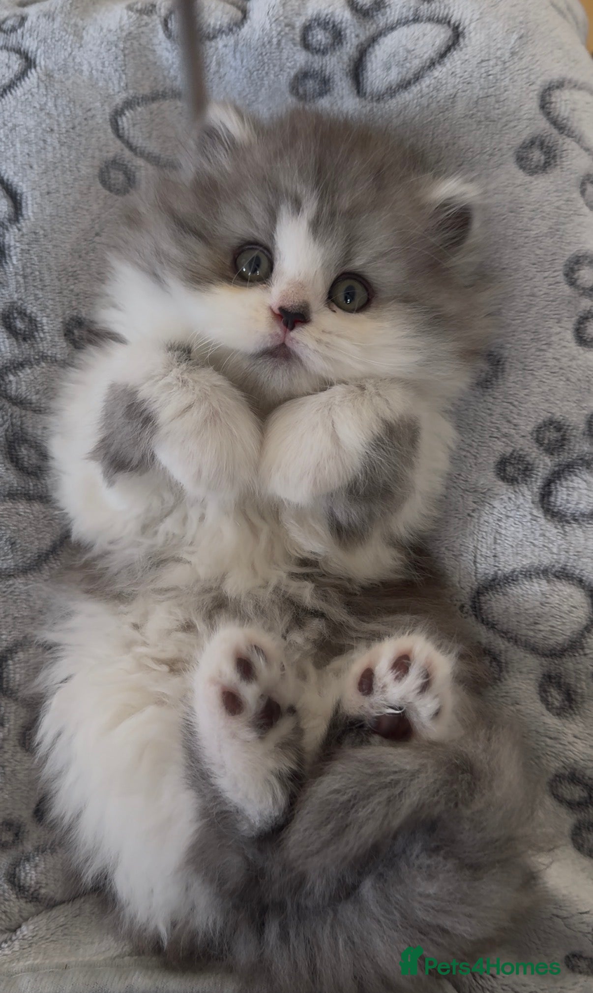 Persian cats for sale: Persian doll face kittens - Advert 1