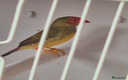 Canaries birds for sale: Canaries for sale beautiful markings  - Image 15
