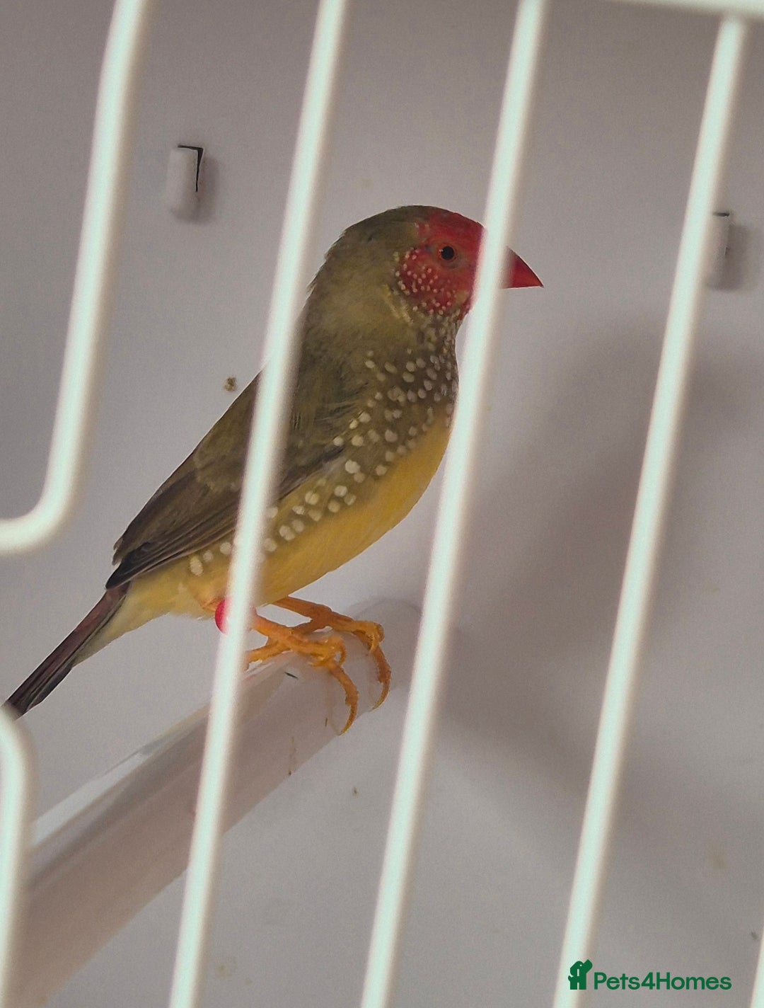 Canaries birds for sale: Canaries for sale beautiful markings  - Image 15