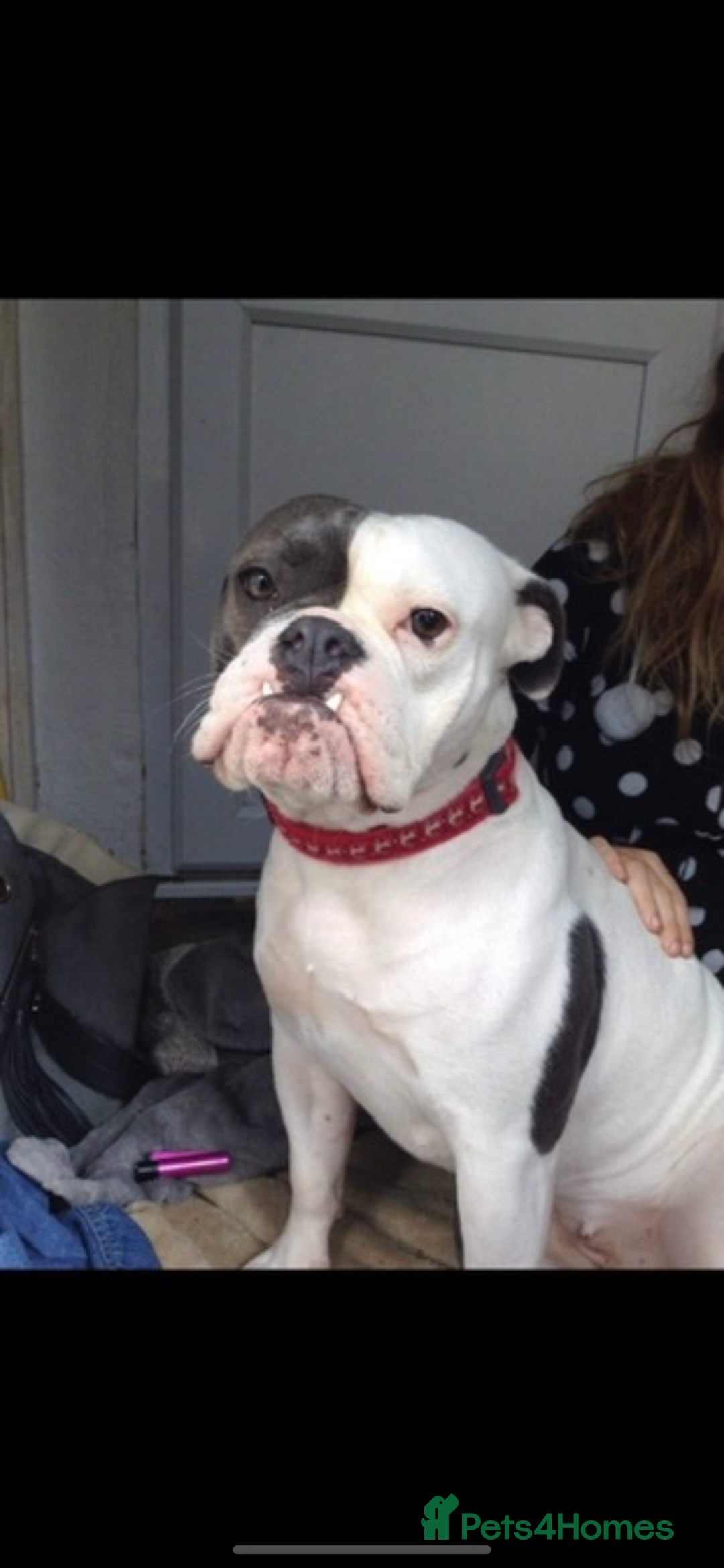 Dorset Olde Tyme Bulldogge dogs for sale: 9 year old female old tyme bulldog - Image 2