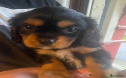 Cavalier King Charles Spaniel dogs for sale: Cavalier King Charles Spaniel Puppies - Image 19