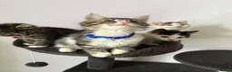 Ragcoon cats for sale: RAGCOONS ragdoll mainecoons  - Advert 12