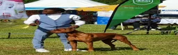 Rhodesian Ridgeback dogs for sale: !!KC CHAMPION AFRICAN RHODESIAN RIDGEBACK!! in Doncaster - Advert 29