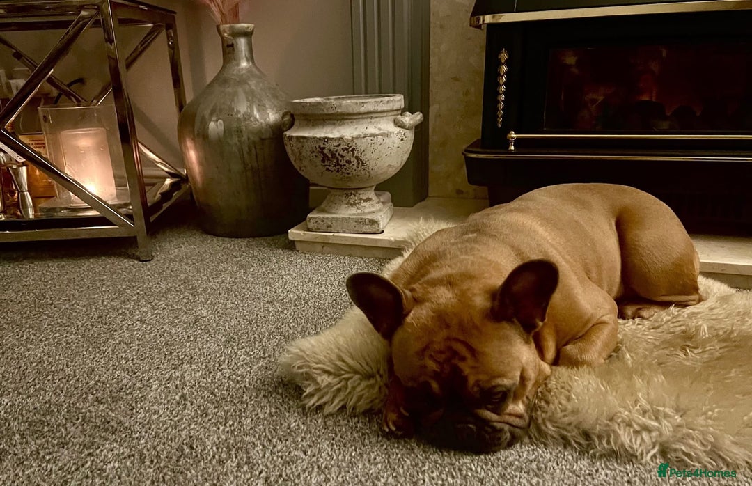 French Bulldog dogs for sale: Beautiful adult female Frenchie - Image 10