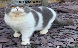 British Shorthair cats for sale: GCCF British Shorthair Kittens Champion Bloodlines - Image 22