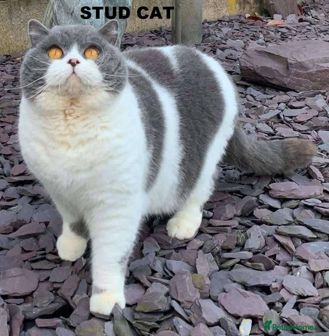 British Shorthair cats for sale: GCCF British Shorthair Kittens Champion Bloodlines - Image 22
