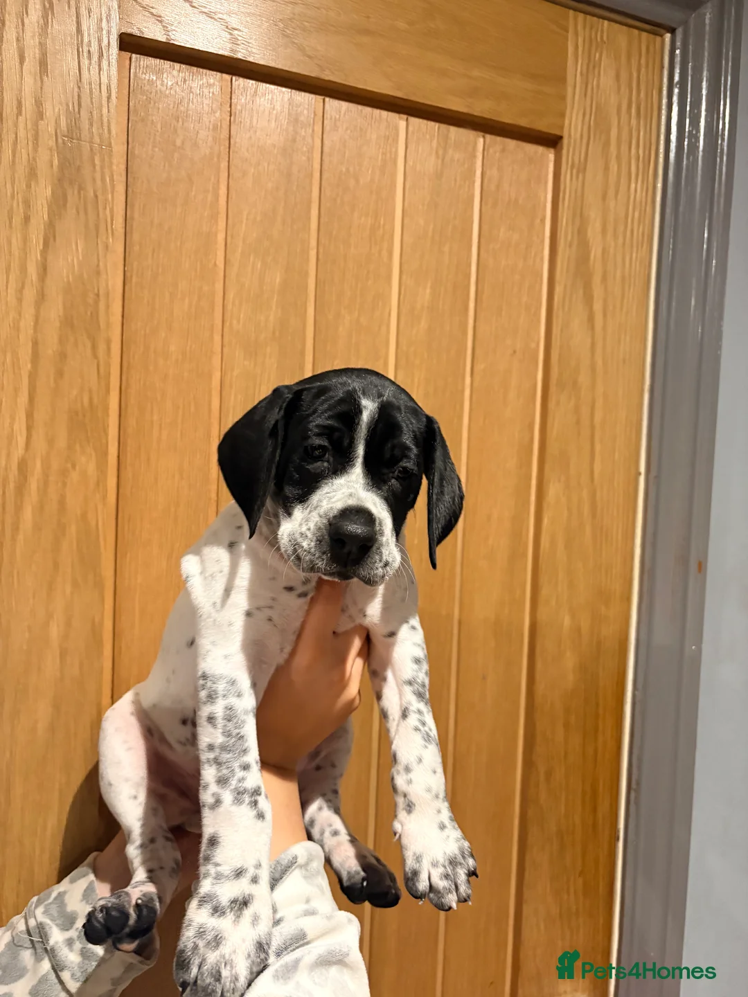 Pointer dogs for sale: Last gorgeous puppy looking for a loving home  - Advert 5
