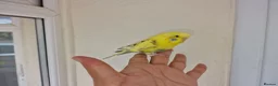 Budgerigars birds for sale: Super silly hand tamed baby budgies  - Advert 11