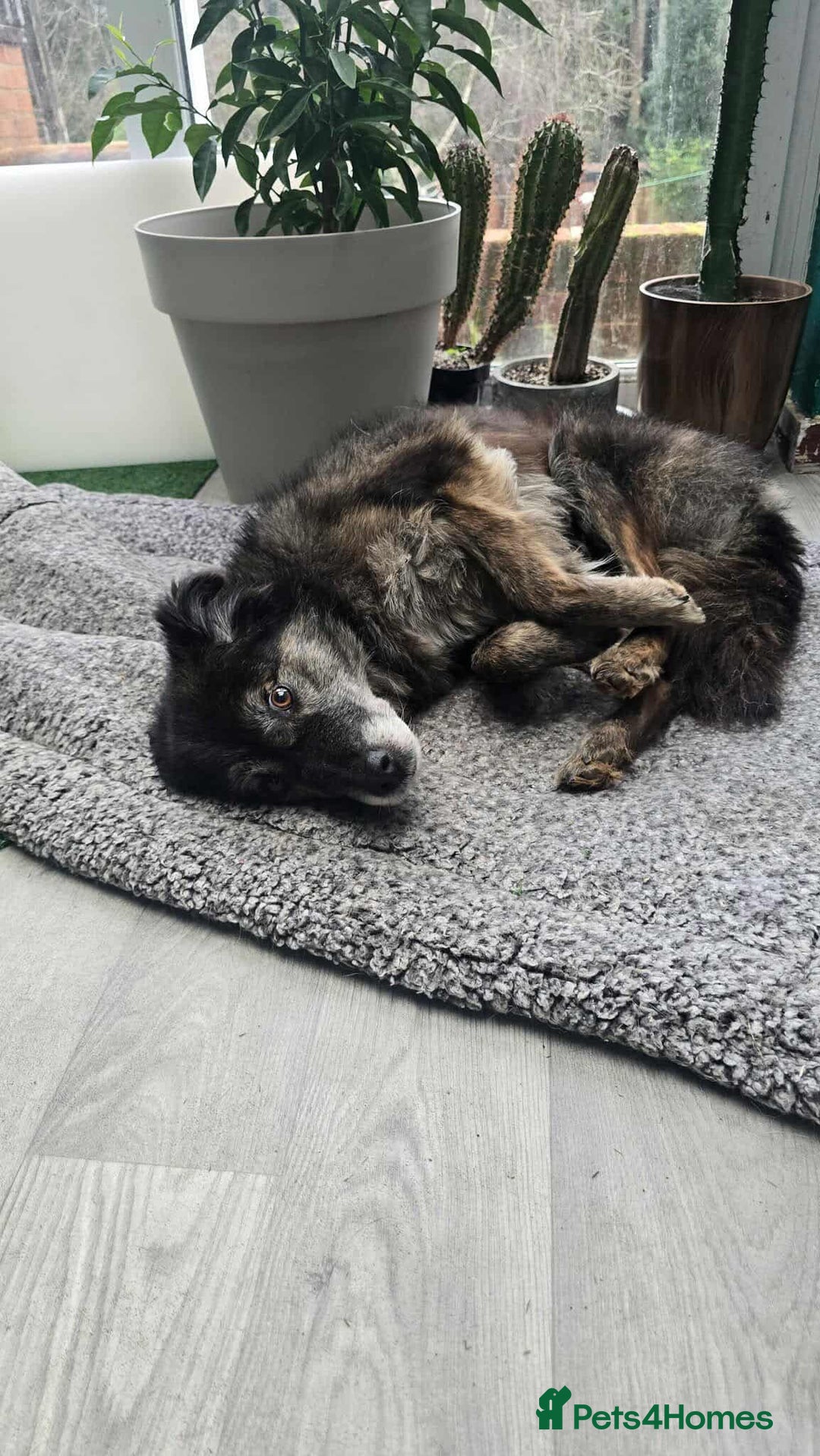 Mixed Breed dogs for adoption: Freya for adoption - Advert 5