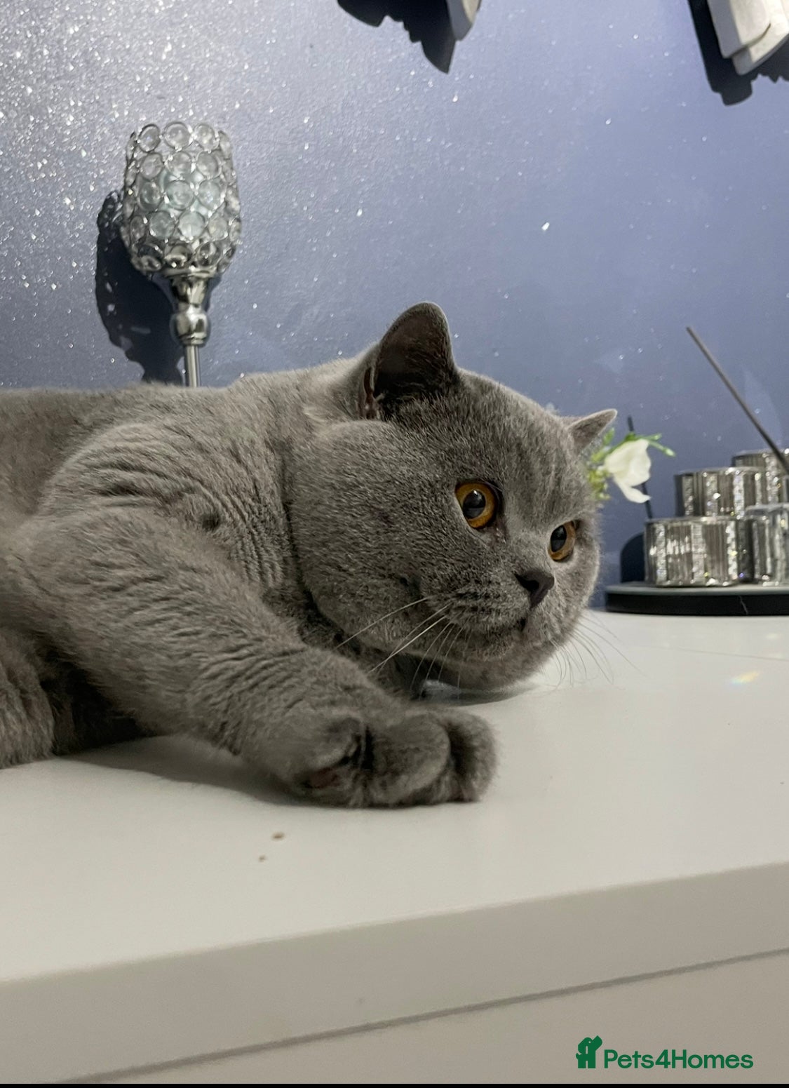 British Shorthair cats 🏆🔥GCCF BLUE CHAMPION STUD CARRYING CINNAMON 🔥🏆 - Advert 23