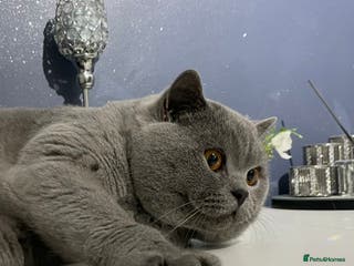 British Shorthair cats 🏆🔥GCCF BLUE CHAMPION STUD CARRYING CINNAMON 🔥🏆 - Advert 7