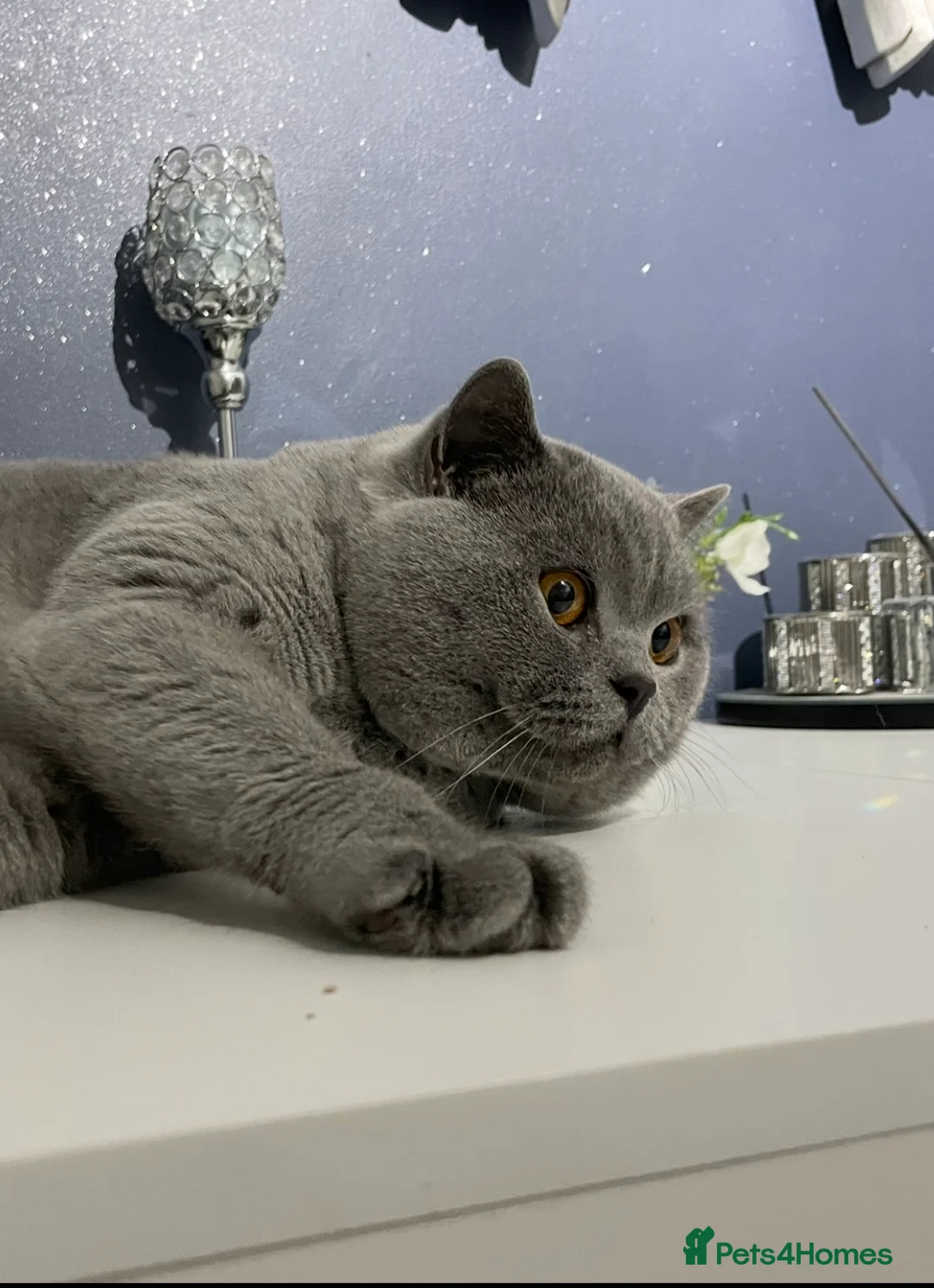 British Shorthair cats for stud: 🏆🔥GCCF BLUE CHAMPION STUD CARRYING CINNAMON 🔥🏆 - Advert 1