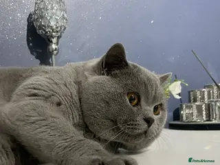 British Shorthair cats 🏆🔥GCCF BLUE CHAMPION STUD CARRYING CINNAMON 🔥🏆 - Advert 16