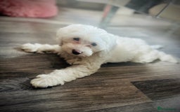 Cockapoo dogs for sale: Stunning f1b cockapoos  - Image 1