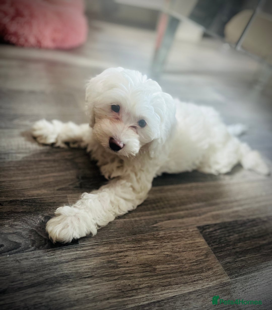 Cockapoo dogs for sale: Stunning f1b cockapoos  - Image 1