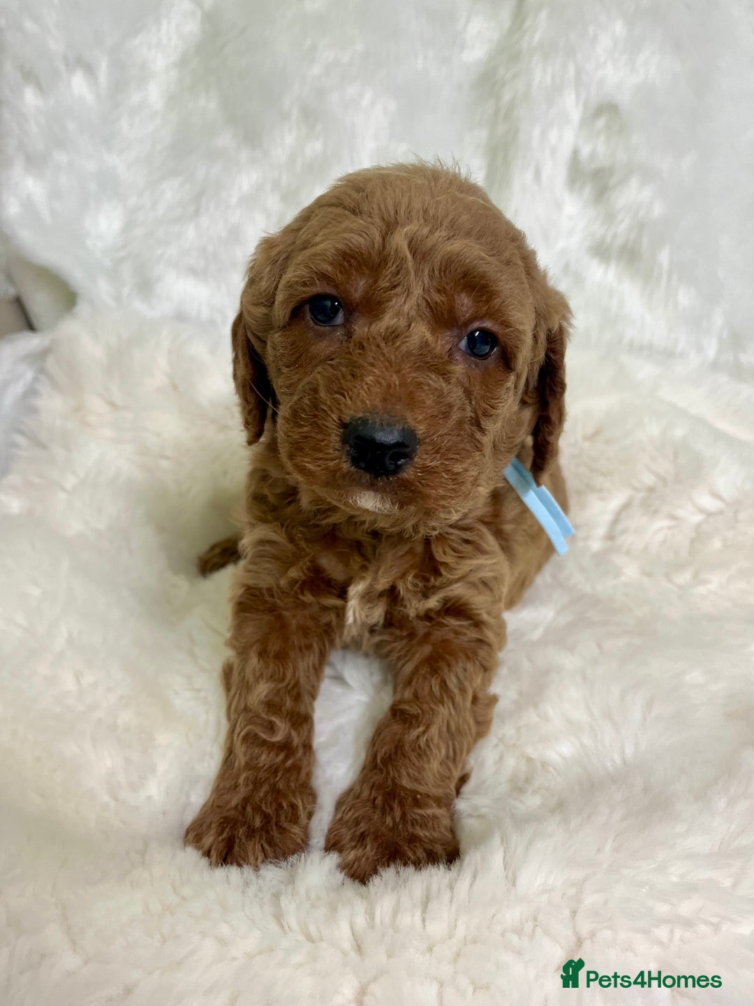 Goldendoodle dogs for sale: multigenerational Australian Golden doubledoodles - Advert 31