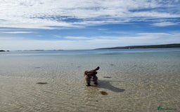 Spanish Water Dog dogs for sale: Spanish Water Dogs - expected in the New Year. - Advert 5