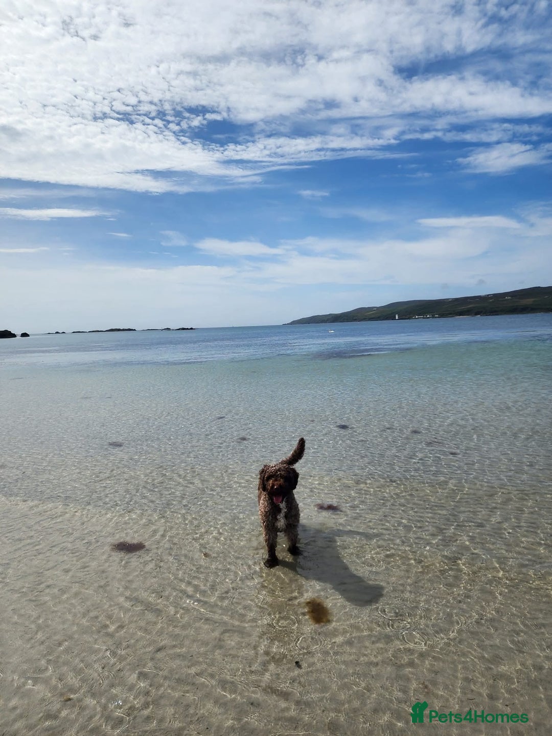 Spanish Water Dog dogs for sale: Spanish Water Dogs - expected in the New Year. - Advert 5