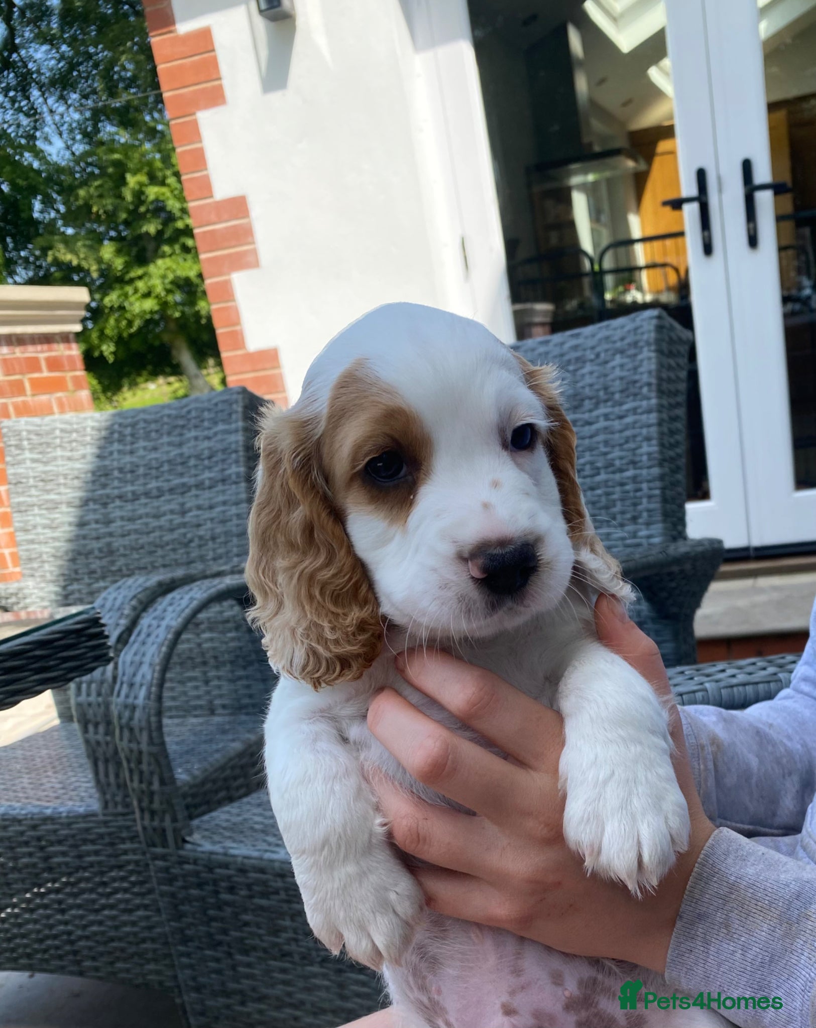 Cocker Spaniel dogs Stunning Working Cocker Spaniel Puppy For Sale - Advert 1