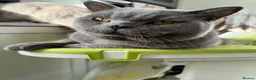 British Shorthair cats for sale: Micky and Arlo in Broadstairs - Advert 6