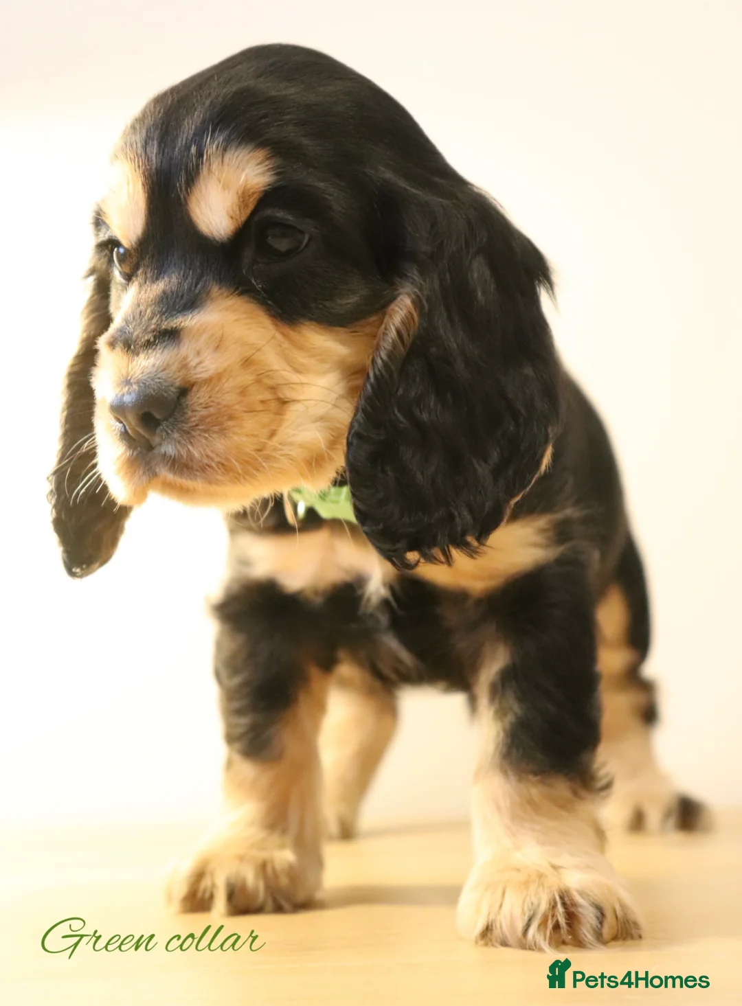 Cocker Spaniel dogs for sale: Two outstanding show cocker spaniels  - Advert 6
