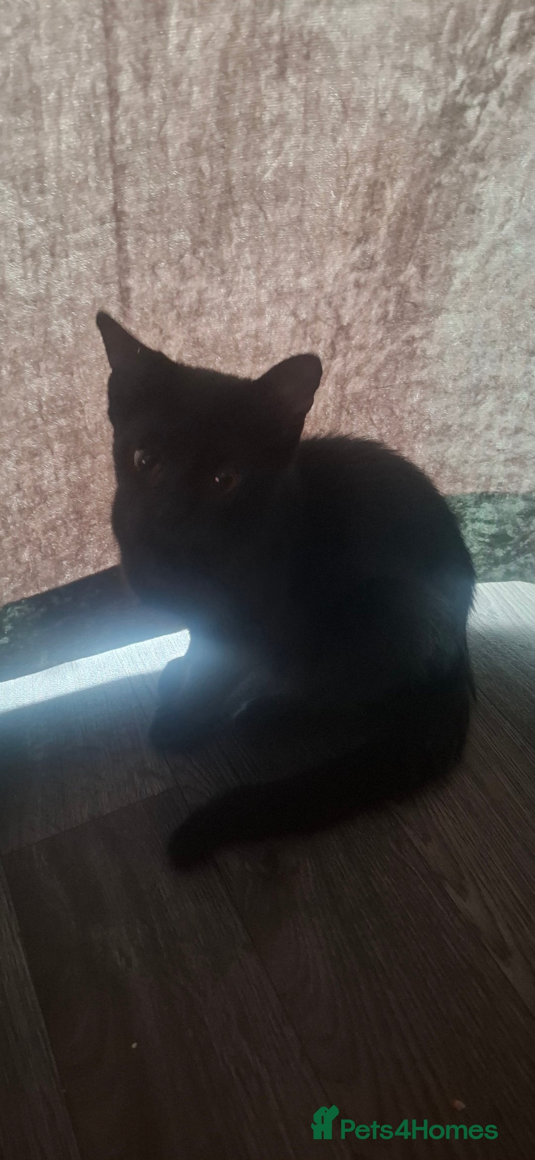 Mixed Breed cats for sale: Beautiful kittens  - Image 2