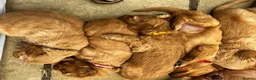 Double Doodle dogs for sale: Last double doodle puppy looking for her home - Advert 7