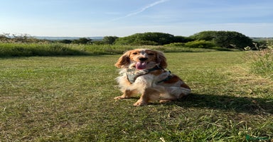 Cocker Spaniel dogs - Advert 10