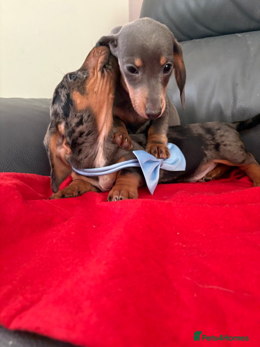 Dachshund dogs for sale: ⭐️KC reg miniature ⭐️Ready now litter Dachshunds  - Advert 22