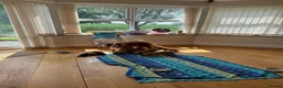 Cocker Spaniel dogs for sale: Gorgeous Working Cocker Spaniels in Northallerton - Advert 18