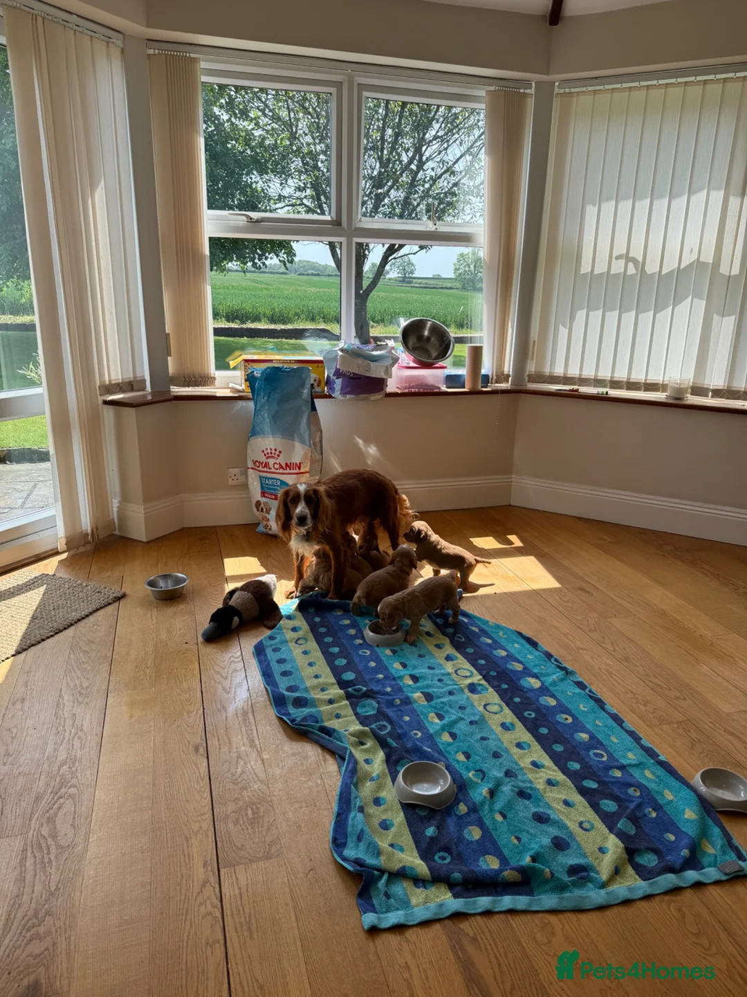 Cocker Spaniel dogs for sale: Gorgeous Working Cocker Spaniels in Northallerton - Advert 18