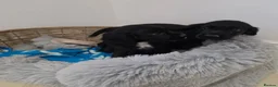 Cocker Spaniel dogs for sale: Working Type Cocker Spaniels - Advert 14