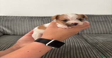 Mixed Breed dogs - Advert 1